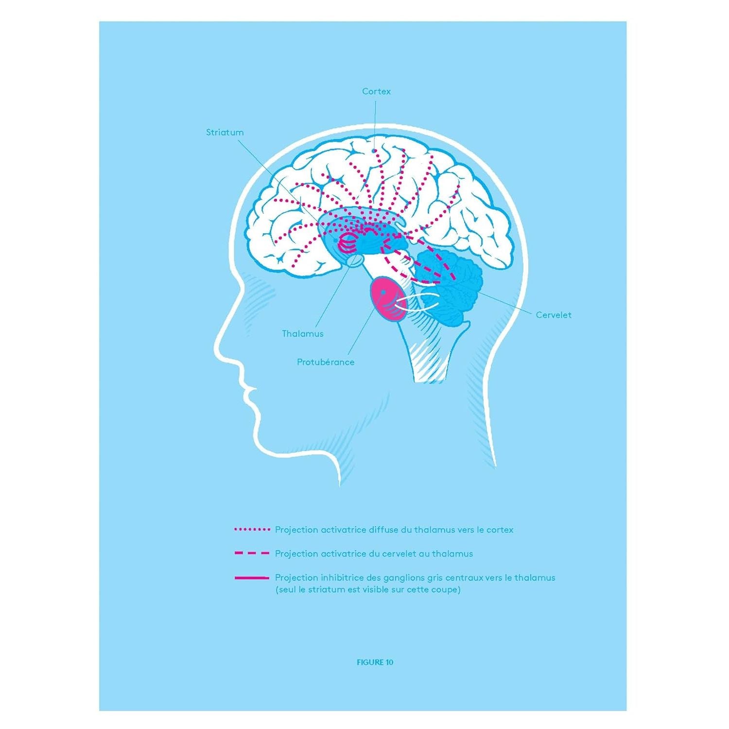 Allumé ! : Conseils d'un neurochirurgien pour garder son cerveau en santé - De L'Homme Ed. - Livre santé - - La Guilde Culinaire