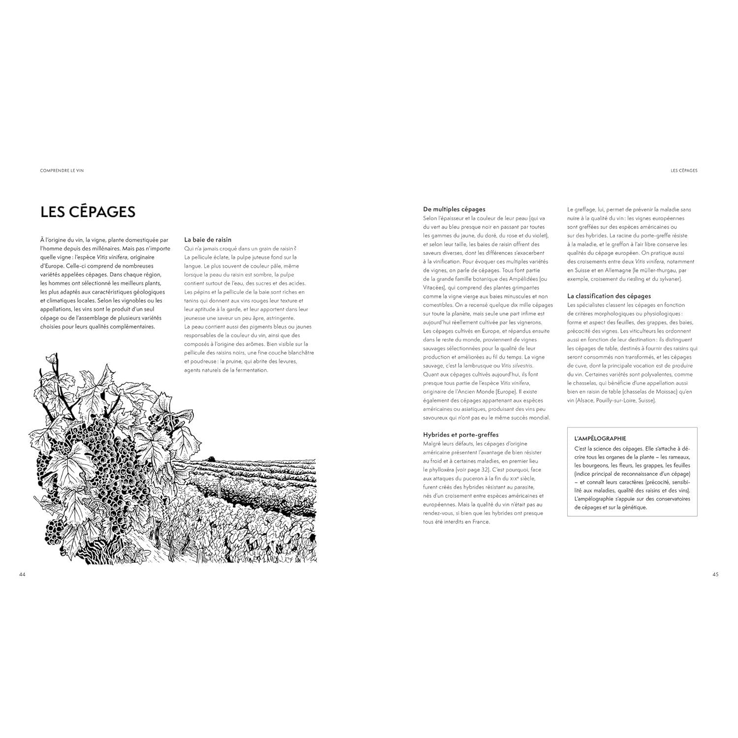 La petite encyclopédie Hachette des vins NED - Hachette Ed. - Livre d'alcool et boisson - - La Guilde Culinaire
