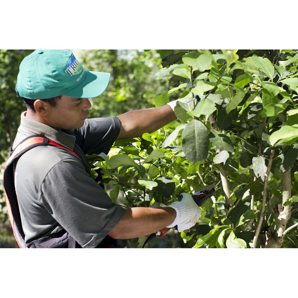 Yerba Maté biologique (sac de 250g) - Camellia Sinensis - Thé et infusion - - La Guilde Culinaire