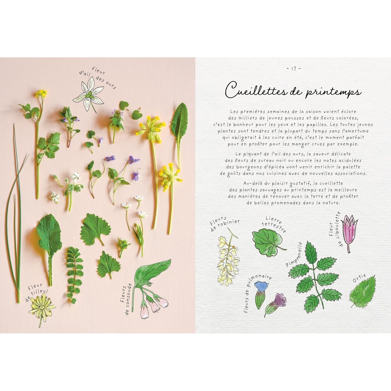 Le carnet de recettes d'une cueilleuse - La Plage Ed. - Livre de cuisine - - La Guilde Culinaire