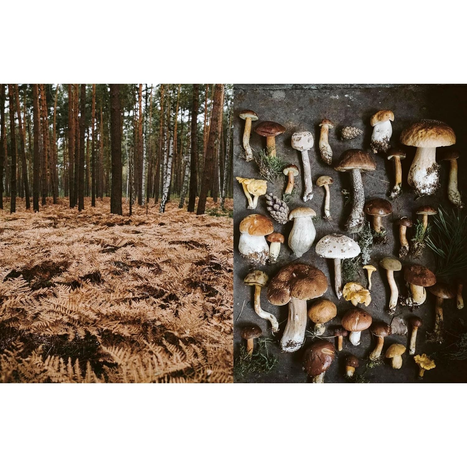 Des légumes, du sel et des braises - La Plage Ed. - Livre de cuisine - - La Guilde Culinaire