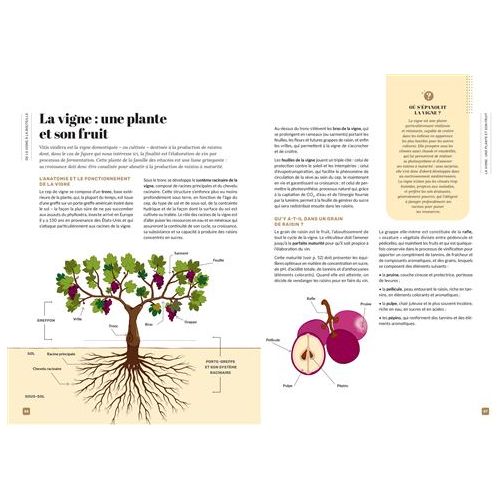 Vin/20    - Larousse Ed. - Livre d'alcool et boisson -  - La Guilde Culinaire