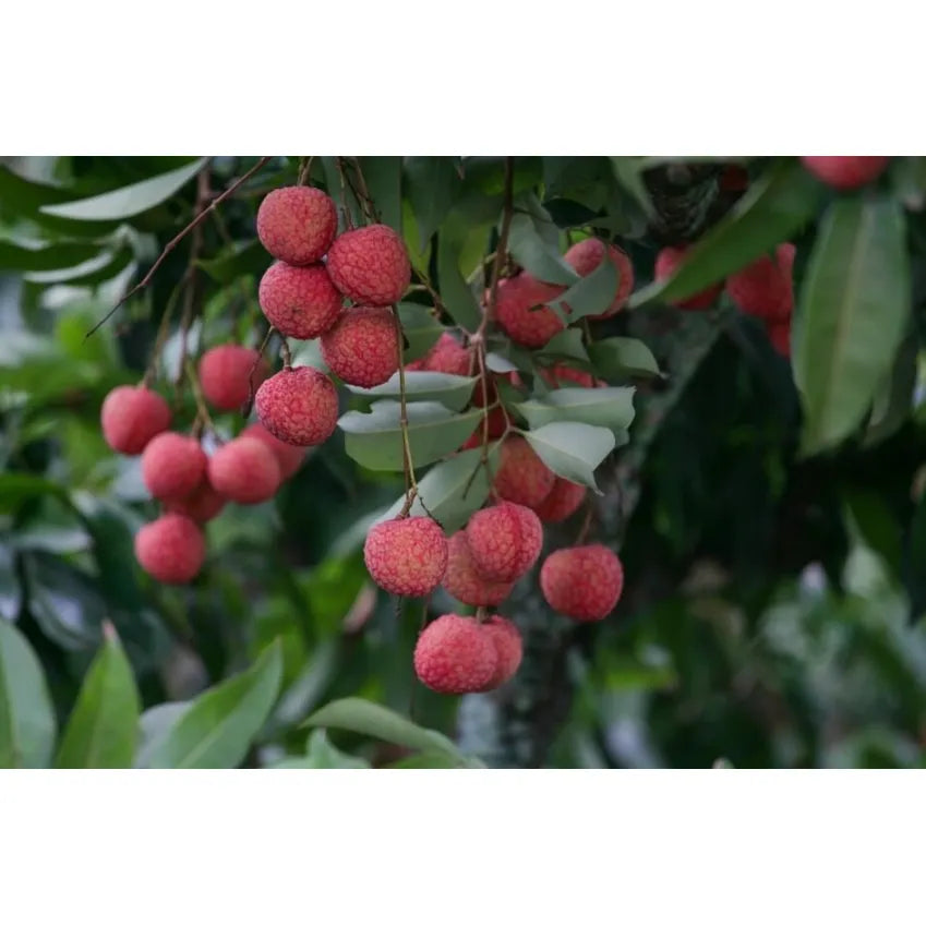 Purée surgelée Litchi - Ponthier - Purée de fruit - - La Guilde Culinaire