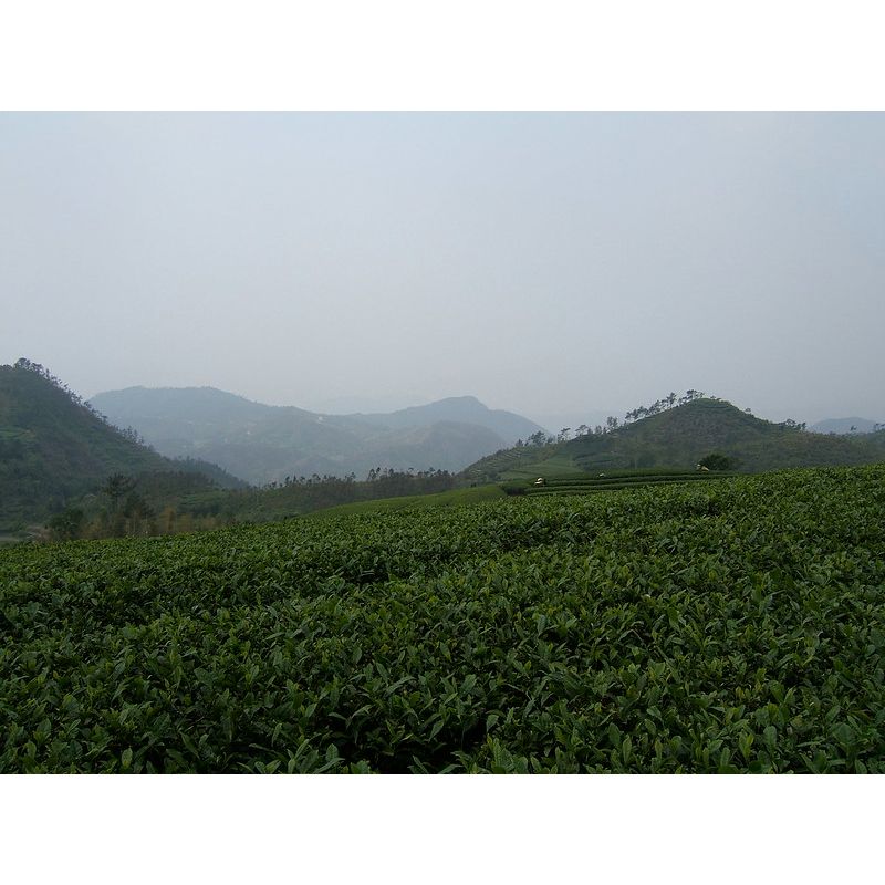 Perles au jasmin (sac de 75g) - Camellia Sinensis - Thé et infusion - - La Guilde Culinaire