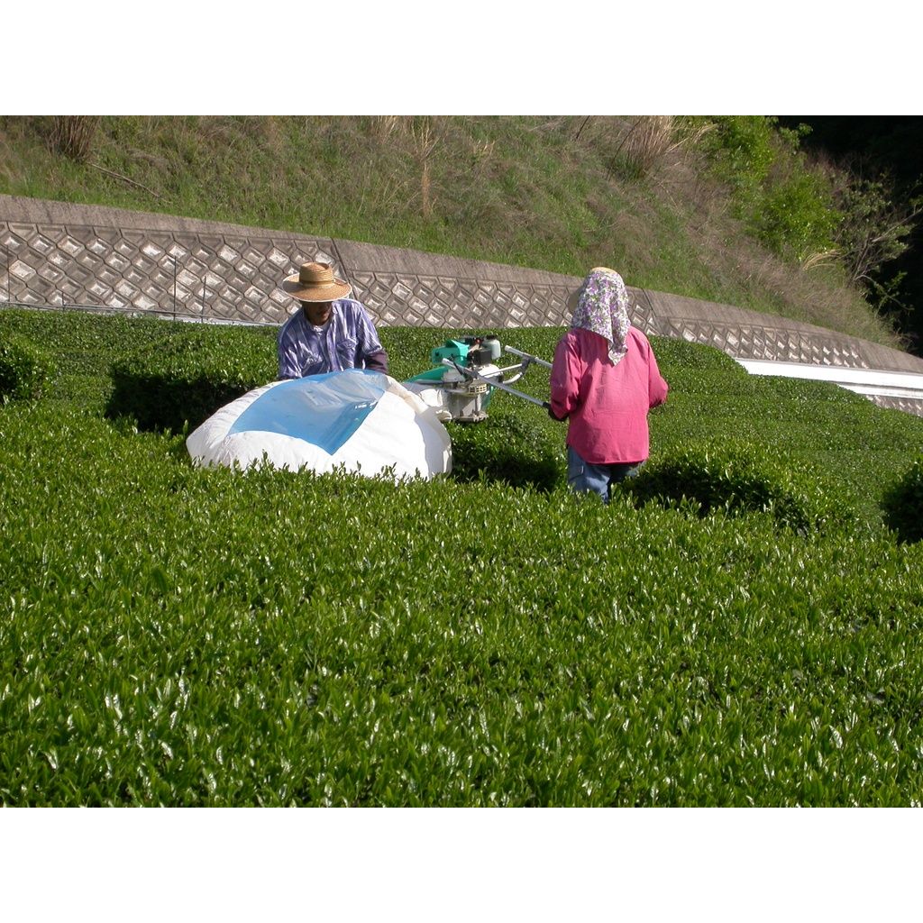 Sencha Nagashima biologique (sac de 75g) - Camellia Sinensis - Thé et infusion - - La Guilde Culinaire