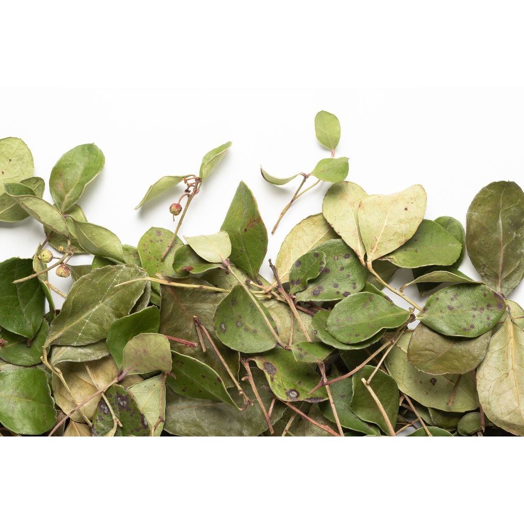 Thé des Bois (sac de 20g) - Camellia Sinensis - Thé et infusion - - La Guilde Culinaire