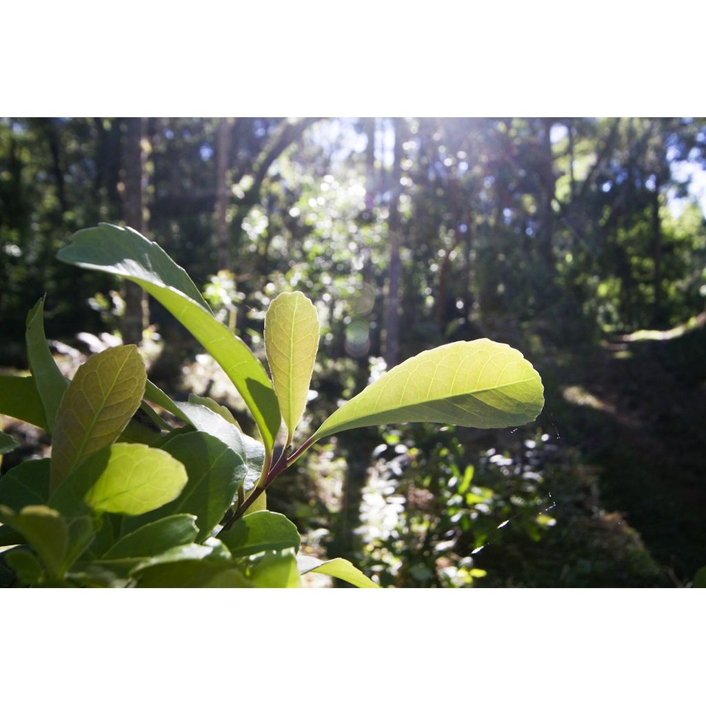 Yerba Maté biologique (sac de 250g) - Camellia Sinensis - Thé et infusion - - La Guilde Culinaire