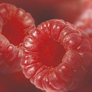Purée de Framboise Surgelé 1kg    - Ravifruit - Purée de fruit -  - La Guilde Culinaire